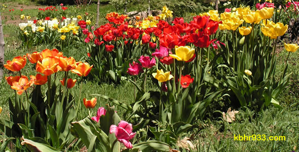 tulips590