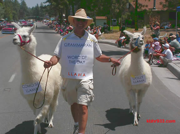 Larbi Loucif with "Como Se Llama" and "Dolly Llama" in last year's Old Miners' Days Parade, in which the Toastmasters also had a float.