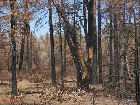 One year later (in 2008), the forest is still scarred from the Butler #2 Fire. This Saturday's Public Lands Day will involve replanting in these burn areas.