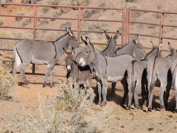 These are among the 50 burros rounded up in the Big Bear Valley in October and November, and now available for adoption through the BLM in Ridgecrest.