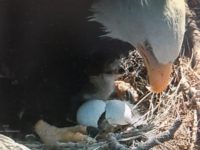 Bald Eagle Babies in Big Bear