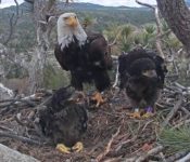 Eaglets