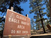 Annual Bald Eagle Closure Now in Effect in Big Bear Area