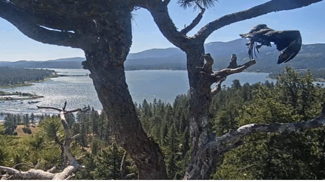 Friends of Big Bear Lake Eagle Cam Image