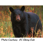 Black Bear photo courtesy OC Hiking Club