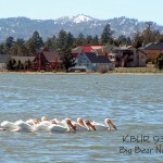 White pelicans on Stanfield Marsh in Big Bear